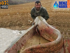 Almus Baraj Gölü'nde 81 kiloluk yayın balığı yakalandı