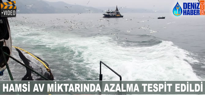 Hamsi av miktarında azalma tespit edildi