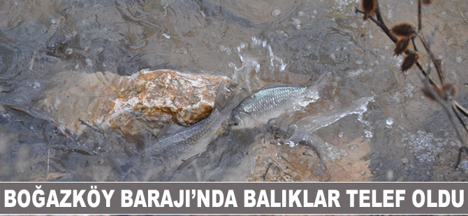Boğazköy Barajı'nda balıklar telef oldu