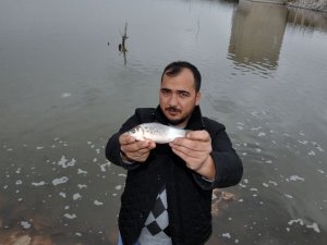 Boğazköy Barajı'nda balıklar telef oldu