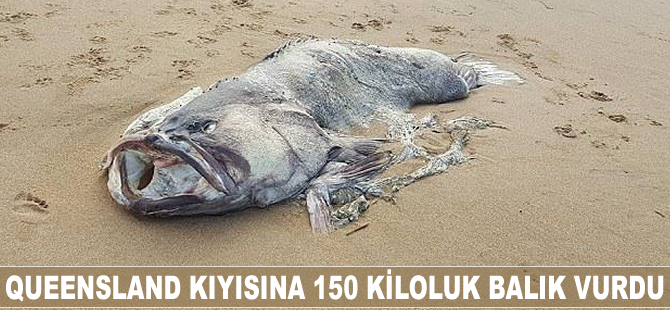 Queensland kıyısına 150 kiloluk balık vurdu