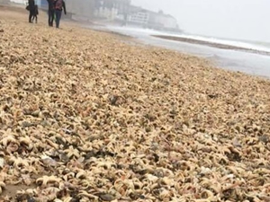 İngiltere'de on binlerce deniz canlısı sahile vurdu