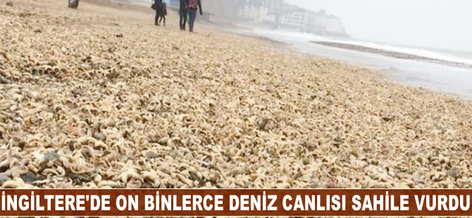 İngiltere'de on binlerce deniz canlısı sahile vurdu