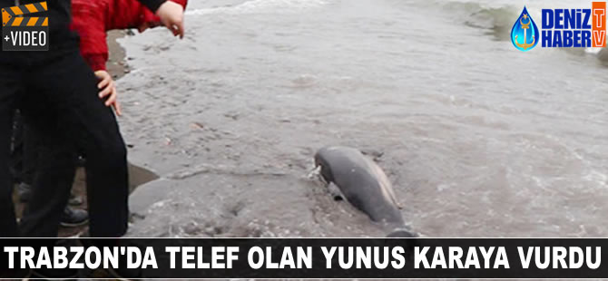 Trabzon’da telef olan yunus karaya vurdu