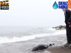 Trabzon’da telef olan yunus karaya vurdu