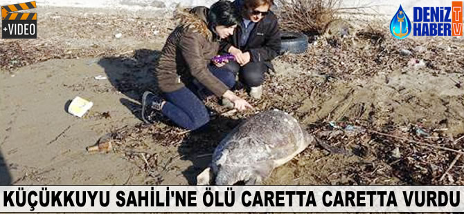 Küçükkuyu Sahili'ne ölü carette caretta vurdu
