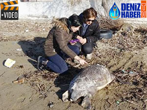 Küçükkuyu Sahili'ne ölü carette caretta vurdu