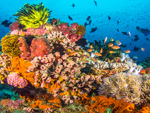 Mercan resfileri koruma altına alınıyor