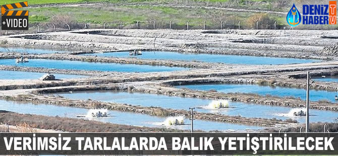 Verimsiz tarlalarda balık yetiştirilecek