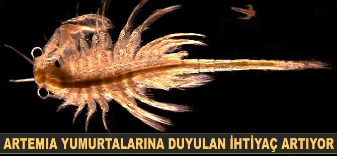 Artemia yumurtalarına duyulan ihtiyaç artıyor