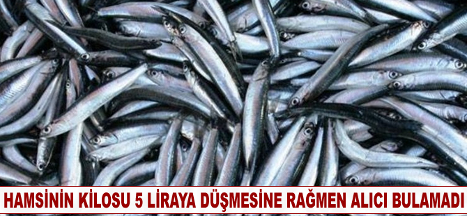 Hamsinin kilosu 5 liraya düşmesine rağmen alıcı bulamadı