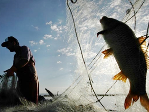 Çorum'da su ürünlerinde av yasağı başlıyor