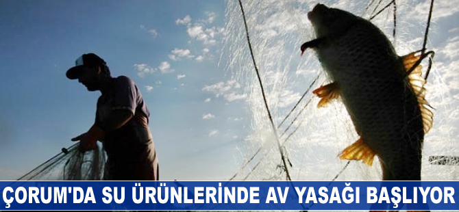Çorum'da su ürünlerinde av yasağı başlıyor