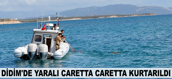 Didim’de yaralı caretta ceretta kurtarıldı