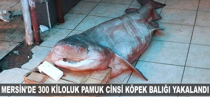 Mersin'de 300 kiloluk pamuk cinsi köpek balığı yakalandı
