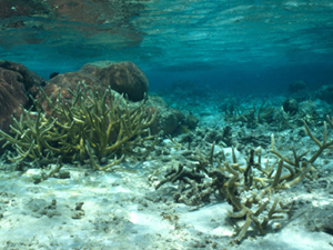 Okyanus asitlenmesi mercan resiflerinin gelişimini engelliyor