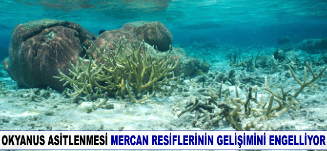 Okyanus asitlenmesi mercan resiflerinin gelişimini engelliyor