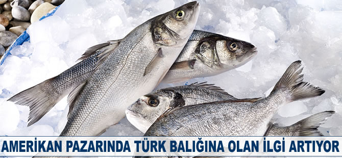 Amerika pazarında Türk balığına olan ilgi artıyor