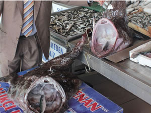 Marmara Denizi açıklarında iki adet fener balığı avlandı