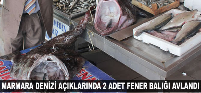 Marmara Denizi açıklarında iki adet fener balığı avlandı