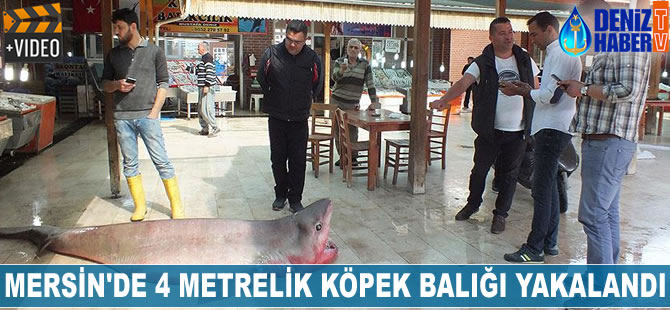 Mersin'de 4 metrelik köpek balığı yakalandı