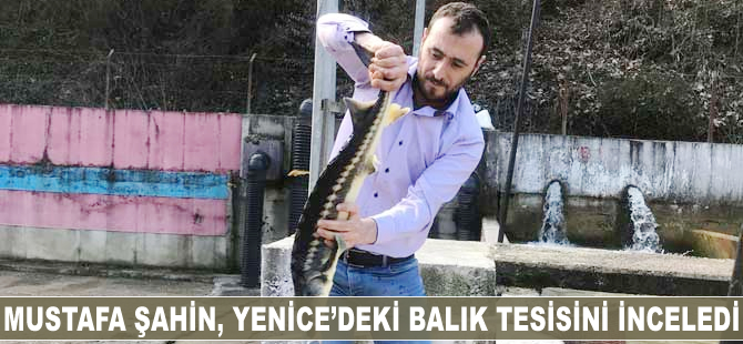 Mustafa Şahin, Yenice'deki balık tesisini inceledi