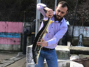 Mustafa Şahin, Yenice'deki balık tesisini inceledi