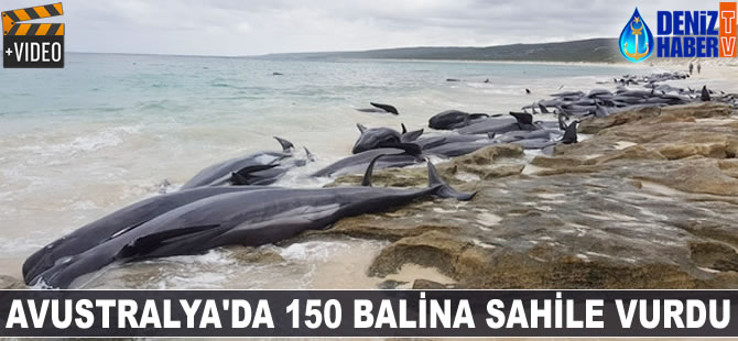 Avustralya'da 150 balina sahile vurdu