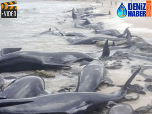 Avustralya'da 150 balina sahile vurdu
