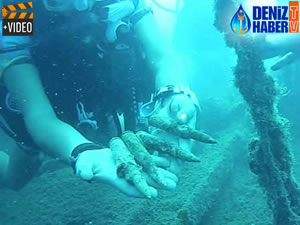 Saint Didier gemisine her dalış yapan bir hatıra alıyor