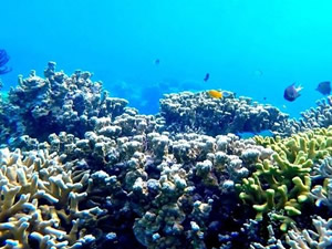 Curaçao Adası açıklarında, 4 bin 500 balık keşfedildi