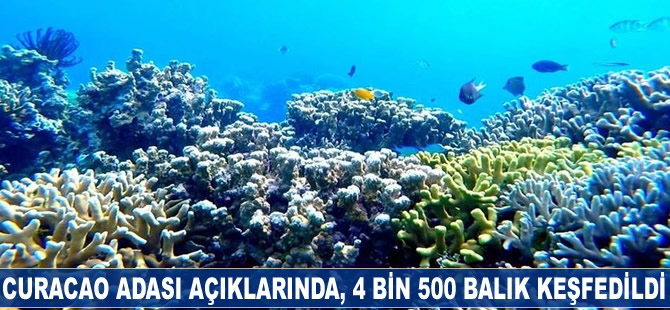 Curaçao Adası açıklarında, 4 bin 500 balık keşfedildi