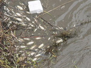 Yeşilırmak’ta balıkların telef olmasının nedeni açıklandı