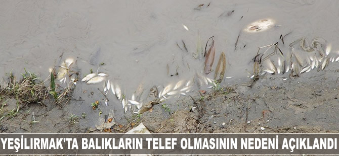 Yeşilırmak’ta balıkların telef olmasının nedeni açıklandı