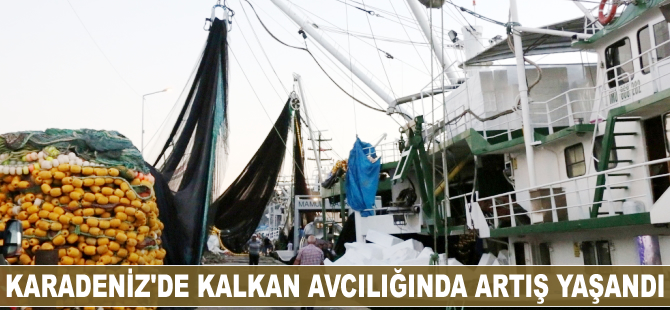 Karadeniz'de kalkan avcılığında artış yaşandı