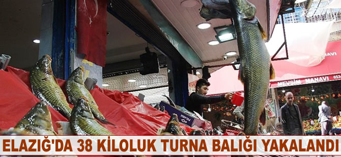 Elazığ'da 38 kiloluk turna balığı yakalandı
