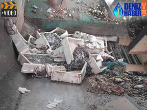 Alanya'da 400 kilo bozuk balık ele geçirildi