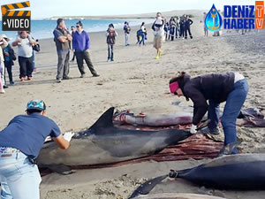 Arjantin'de karaya vuran 49 yunus telef oldu