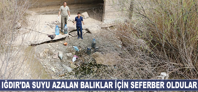 Iğdır'da suyu azalan balıklar için seferber oldular