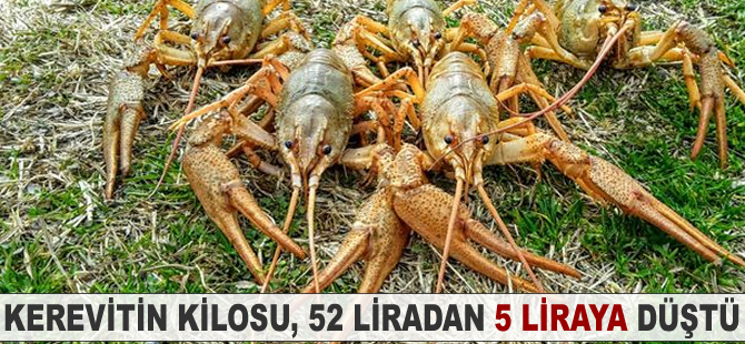 Kerevitin kilosu, 52 liradan 5 liraya düştü