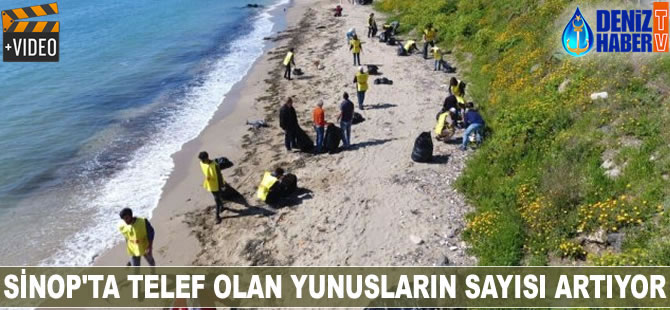 Sinop’ta telef olan yunusların sayısı artıyor
