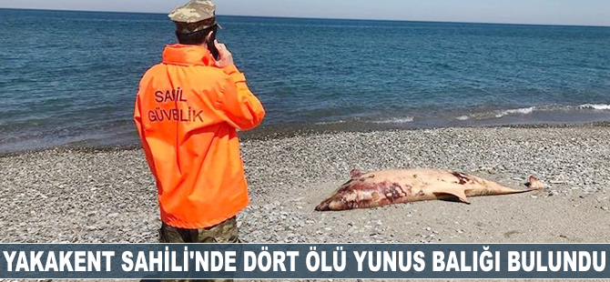 Yakakent Sahili'nde dört ölü yunus balığı bulundu