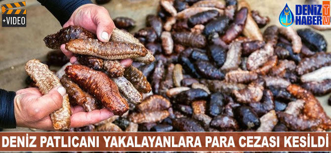 Deniz patlıcanı yakalayanlara para cezası kesildi