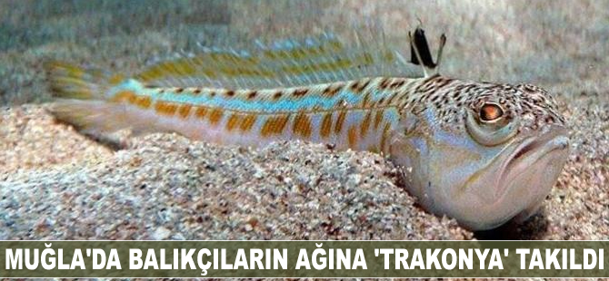 Muğla’da balıkçıların ağına 'trakonya' takıldı