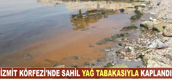 İzmit Körfezi'nde sahil yağ tabakasıyla kaplandı