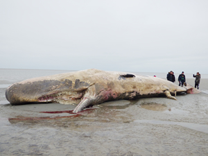 İspermeçet balinası, 29 kilo plastik atık yutarak telef oldu