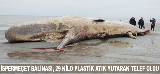 İspermeçet balinası, 29 kilo plastik atık yutarak telef oldu