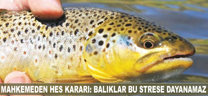 Mahkemeden HES kararı: Balıklar bu strese dayanamaz