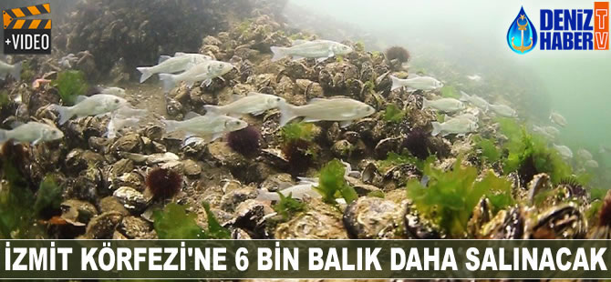 İzmit Körfezi'ne 6 bin balık daha salınacak