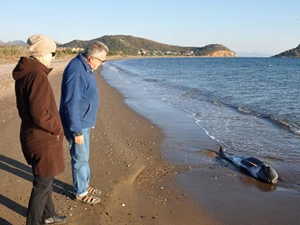 Muğla'da telef olan yunus sahile vurdu